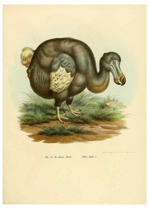 Reproducción/Reproduction 6005221849: Bilder-atlas zur Wissenschaftlich-populären Naturgeschichte der Vögel in ihren sämmtlichen Hauptformen Wien,K.K. Hof und Staatsdruckerei,1864