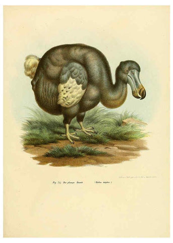 Reproducción/Reproduction 6005221849: Bilder-atlas zur Wissenschaftlich-populären Naturgeschichte der Vögel in ihren sämmtlichen Hauptformen Wien,K.K. Hof und Staatsdruckerei,1864