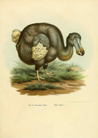 Reproducción/Reproduction 6005221849: Bilder-atlas zur Wissenschaftlich-populären Naturgeschichte der Vögel in ihren sämmtlichen Hauptformen Wien,K.K. Hof und Staatsdruckerei,1864