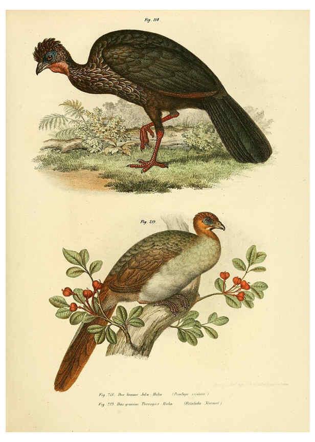 Reproducción/Reproduction 6005222081: Bilder-atlas zur Wissenschaftlich-populären Naturgeschichte der Vögel in ihren sämmtlichen Hauptformen Wien,K.K. Hof und Staatsdruckerei,1864