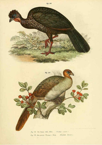 Reproducción/Reproduction 6005222081: Bilder-atlas zur Wissenschaftlich-populären Naturgeschichte der Vögel in ihren sämmtlichen Hauptformen Wien,K.K. Hof und Staatsdruckerei,1864