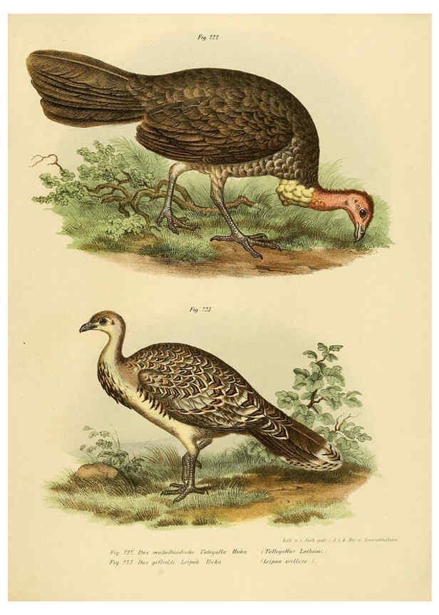 Reproducción/Reproduction 6005767652: Bilder-atlas zur Wissenschaftlich-populären Naturgeschichte der Vögel in ihren sämmtlichen Hauptformen Wien,K.K. Hof und Staatsdruckerei,1864