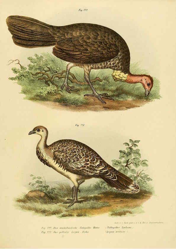 Reproducción/Reproduction 6005767652: Bilder-atlas zur Wissenschaftlich-populären Naturgeschichte der Vögel in ihren sämmtlichen Hauptformen Wien,K.K. Hof und Staatsdruckerei,1864