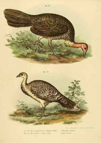 Reproducción/Reproduction 6005767652: Bilder-atlas zur Wissenschaftlich-populären Naturgeschichte der Vögel in ihren sämmtlichen Hauptformen Wien,K.K. Hof und Staatsdruckerei,1864