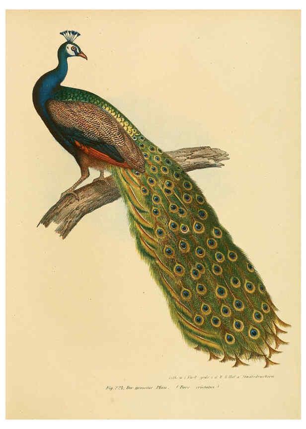 Reproducción/Reproduction 6005223349: Bilder-atlas zur Wissenschaftlich-populären Naturgeschichte der Vögel in ihren sämmtlichen Hauptformen Wien,K.K. Hof und Staatsdruckerei,1864