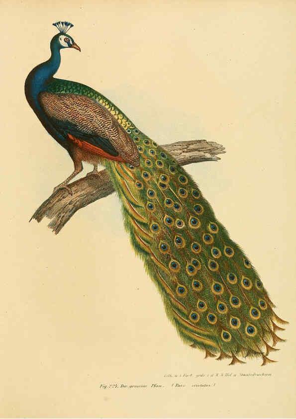 Reproducción/Reproduction 6005223349: Bilder-atlas zur Wissenschaftlich-populären Naturgeschichte der Vögel in ihren sämmtlichen Hauptformen Wien,K.K. Hof und Staatsdruckerei,1864
