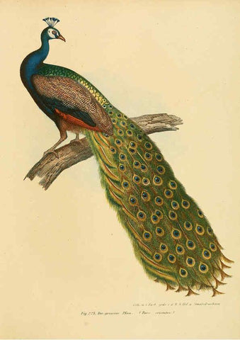 Reproducción/Reproduction 6005223349: Bilder-atlas zur Wissenschaftlich-populären Naturgeschichte der Vögel in ihren sämmtlichen Hauptformen Wien,K.K. Hof und Staatsdruckerei,1864