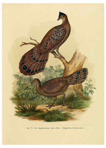 Reproducción/Reproduction 6005223911: Bilder-atlas zur Wissenschaftlich-populären Naturgeschichte der Vögel in ihren sämmtlichen Hauptformen Wien,K.K. Hof und Staatsdruckerei,1864