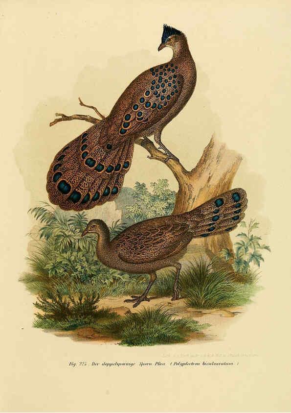 Reproducción/Reproduction 6005223911: Bilder-atlas zur Wissenschaftlich-populären Naturgeschichte der Vögel in ihren sämmtlichen Hauptformen Wien,K.K. Hof und Staatsdruckerei,1864