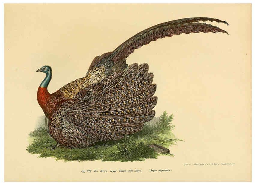 Reproducción/Reproduction 6005224277: Bilder-atlas zur Wissenschaftlich-populären Naturgeschichte der Vögel in ihren sämmtlichen Hauptformen Wien,K.K. Hof und Staatsdruckerei,1864
