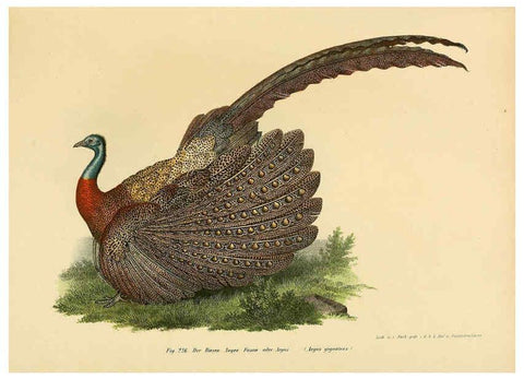 Reproducción/Reproduction 6005224277: Bilder-atlas zur Wissenschaftlich-populären Naturgeschichte der Vögel in ihren sämmtlichen Hauptformen Wien,K.K. Hof und Staatsdruckerei,1864