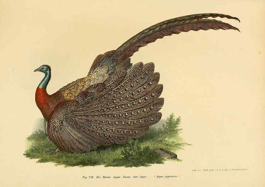 Reproducción/Reproduction 6005224277: Bilder-atlas zur Wissenschaftlich-populären Naturgeschichte der Vögel in ihren sämmtlichen Hauptformen Wien,K.K. Hof und Staatsdruckerei,1864
