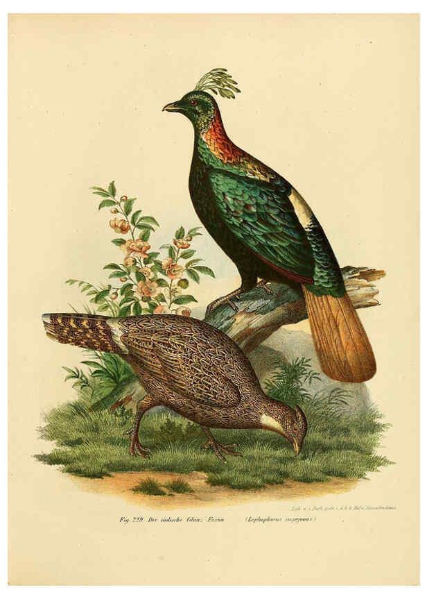 Reproducción/Reproduction 6005224833: Bilder-atlas zur Wissenschaftlich-populären Naturgeschichte der Vögel in ihren sämmtlichen Hauptformen Wien,K.K. Hof und Staatsdruckerei,1864
