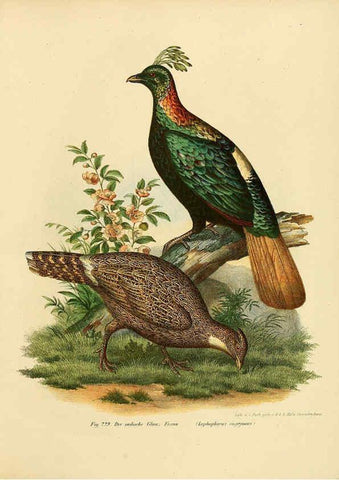 Reproducción/Reproduction 6005224833: Bilder-atlas zur Wissenschaftlich-populären Naturgeschichte der Vögel in ihren sämmtlichen Hauptformen Wien,K.K. Hof und Staatsdruckerei,1864