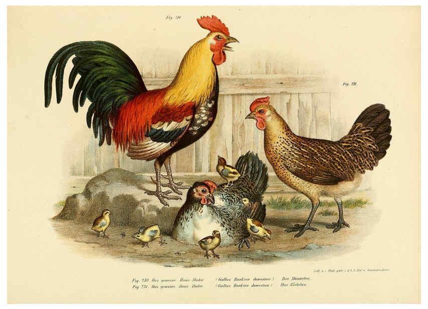 Reproducción/Reproduction 6005225055: Bilder-atlas zur Wissenschaftlich-populären Naturgeschichte der Vögel in ihren sämmtlichen Hauptformen Wien,K.K. Hof und Staatsdruckerei,1864