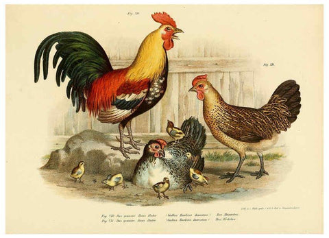 Reproducción/Reproduction 6005225055: Bilder-atlas zur Wissenschaftlich-populären Naturgeschichte der Vögel in ihren sämmtlichen Hauptformen Wien,K.K. Hof und Staatsdruckerei,1864