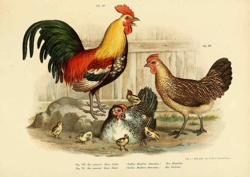 Reproducción/Reproduction 6005225055: Bilder-atlas zur Wissenschaftlich-populären Naturgeschichte der Vögel in ihren sämmtlichen Hauptformen Wien,K.K. Hof und Staatsdruckerei,1864