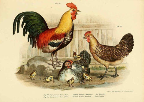 Reproducción/Reproduction 6005225055: Bilder-atlas zur Wissenschaftlich-populären Naturgeschichte der Vögel in ihren sämmtlichen Hauptformen Wien,K.K. Hof und Staatsdruckerei,1864