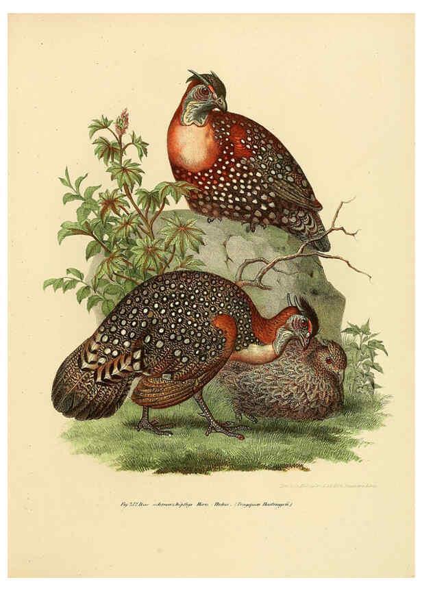 Reproducción/Reproduction 6005769876: Bilder-atlas zur Wissenschaftlich-populären Naturgeschichte der Vögel in ihren sämmtlichen Hauptformen Wien,K.K. Hof und Staatsdruckerei,1864