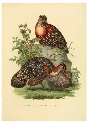 Reproducción/Reproduction 6005769876: Bilder-atlas zur Wissenschaftlich-populären Naturgeschichte der Vögel in ihren sämmtlichen Hauptformen Wien,K.K. Hof und Staatsdruckerei,1864