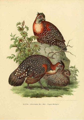 Reproducción/Reproduction 6005769876: Bilder-atlas zur Wissenschaftlich-populären Naturgeschichte der Vögel in ihren sämmtlichen Hauptformen Wien,K.K. Hof und Staatsdruckerei,1864