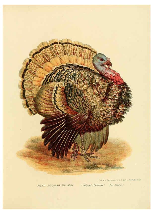 Reproducción/Reproduction 6005770172: Bilder-atlas zur Wissenschaftlich-populären Naturgeschichte der Vögel in ihren sämmtlichen Hauptformen Wien,K.K. Hof und Staatsdruckerei,1864