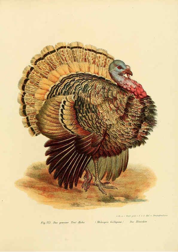 Reproducción/Reproduction 6005770172: Bilder-atlas zur Wissenschaftlich-populären Naturgeschichte der Vögel in ihren sämmtlichen Hauptformen Wien,K.K. Hof und Staatsdruckerei,1864