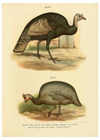 Reproducción/Reproduction 6005770382: Bilder-atlas zur Wissenschaftlich-populären Naturgeschichte der Vögel in ihren sämmtlichen Hauptformen Wien,K.K. Hof und Staatsdruckerei,1864