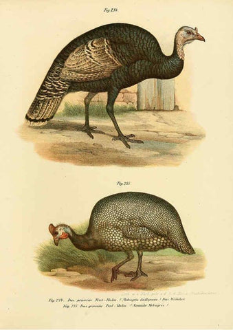 Reproducción/Reproduction 6005770382: Bilder-atlas zur Wissenschaftlich-populären Naturgeschichte der Vögel in ihren sämmtlichen Hauptformen Wien,K.K. Hof und Staatsdruckerei,1864