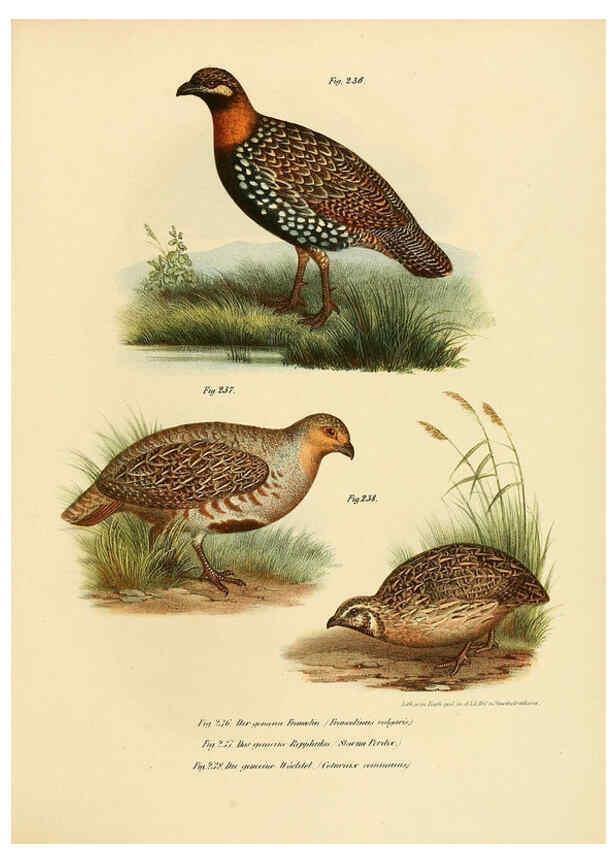 Reproducción/Reproduction 6005770634: Bilder-atlas zur Wissenschaftlich-populären Naturgeschichte der Vögel in ihren sämmtlichen Hauptformen Wien,K.K. Hof und Staatsdruckerei,1864