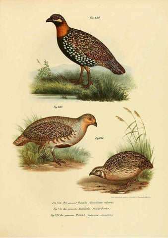 Reproducción/Reproduction 6005770634: Bilder-atlas zur Wissenschaftlich-populären Naturgeschichte der Vögel in ihren sämmtlichen Hauptformen Wien,K.K. Hof und Staatsdruckerei,1864