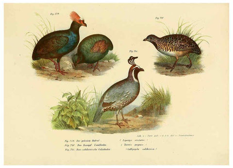 Reproducción/Reproduction 6005771018: Bilder-atlas zur Wissenschaftlich-populären Naturgeschichte der Vögel in ihren sämmtlichen Hauptformen Wien,K.K. Hof und Staatsdruckerei,1864