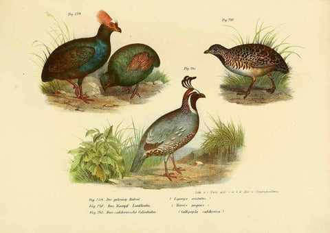 Reproducción/Reproduction 6005771018: Bilder-atlas zur Wissenschaftlich-populären Naturgeschichte der Vögel in ihren sämmtlichen Hauptformen Wien,K.K. Hof und Staatsdruckerei,1864