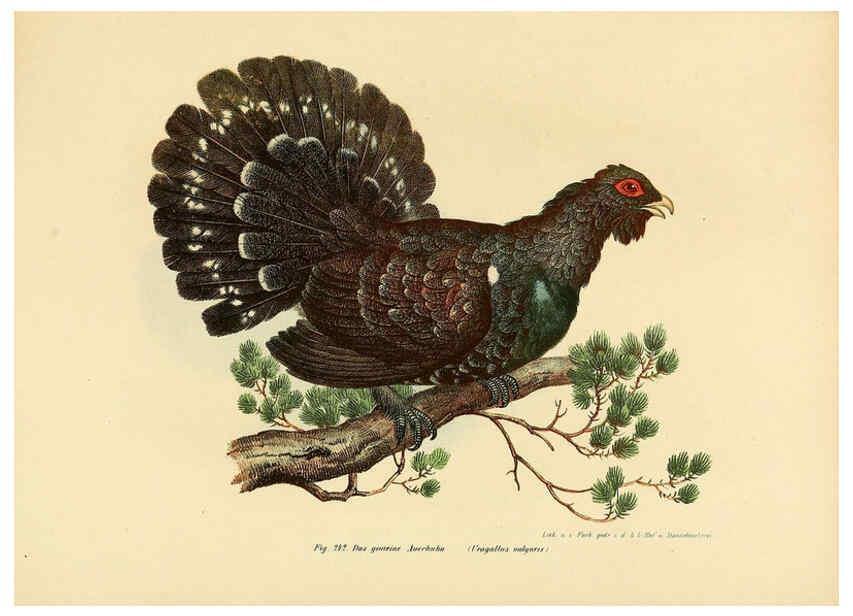 Reproducción/Reproduction 6005771244: Bilder-atlas zur Wissenschaftlich-populären Naturgeschichte der Vögel in ihren sämmtlichen Hauptformen Wien,K.K. Hof und Staatsdruckerei,1864