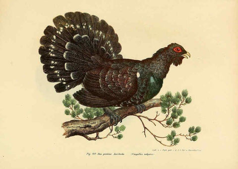 Reproducción/Reproduction 6005771244: Bilder-atlas zur Wissenschaftlich-populären Naturgeschichte der Vögel in ihren sämmtlichen Hauptformen Wien,K.K. Hof und Staatsdruckerei,1864