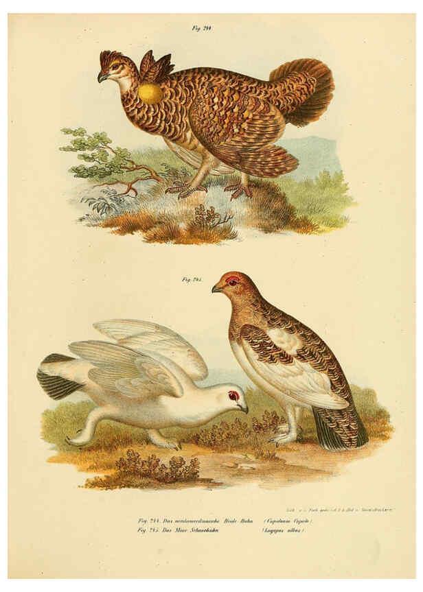 Reproducción/Reproduction 6005227239: Bilder-atlas zur Wissenschaftlich-populären Naturgeschichte der Vögel in ihren sämmtlichen Hauptformen Wien,K.K. Hof und Staatsdruckerei,1864