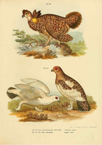 Reproducción/Reproduction 6005227239: Bilder-atlas zur Wissenschaftlich-populären Naturgeschichte der Vögel in ihren sämmtlichen Hauptformen Wien,K.K. Hof und Staatsdruckerei,1864