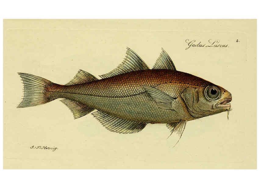 Reproducción/Reproduction 6006006214: M.E. Blochii ... Systema ichthyologiae iconibus CX illustratum v.2 Berolini :Sumtibus auctoris impressum et Bibliopolio Sanderiano commissum,1801