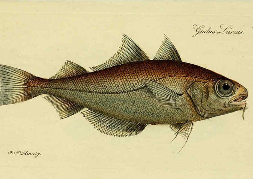 Reproducción/Reproduction 6006006214: M.E. Blochii ... Systema ichthyologiae iconibus CX illustratum v.2 Berolini :Sumtibus auctoris impressum et Bibliopolio Sanderiano commissum,1801