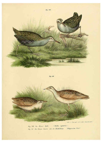 Reproducción/Reproduction 6005778048: Bilder-atlas zur Wissenschaftlich-populären Naturgeschichte der Vögel in ihren sämmtlichen Hauptformen Wien,K.K. Hof und Staatsdruckerei,1864