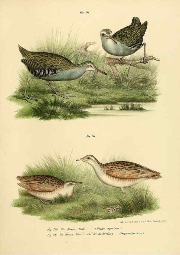 Reproducción/Reproduction 6005778048: Bilder-atlas zur Wissenschaftlich-populären Naturgeschichte der Vögel in ihren sämmtlichen Hauptformen Wien,K.K. Hof und Staatsdruckerei,1864