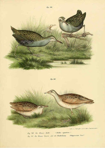 Reproducción/Reproduction 6005778048: Bilder-atlas zur Wissenschaftlich-populären Naturgeschichte der Vögel in ihren sämmtlichen Hauptformen Wien,K.K. Hof und Staatsdruckerei,1864