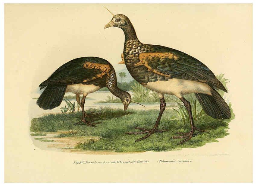 Reproducción/Reproduction 6005778552: Bilder-atlas zur Wissenschaftlich-populären Naturgeschichte der Vögel in ihren sämmtlichen Hauptformen Wien,K.K. Hof und Staatsdruckerei,1864
