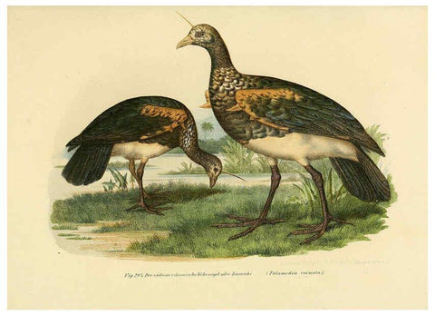 Reproducción/Reproduction 6005778552: Bilder-atlas zur Wissenschaftlich-populären Naturgeschichte der Vögel in ihren sämmtlichen Hauptformen Wien,K.K. Hof und Staatsdruckerei,1864