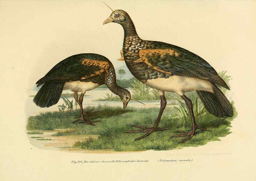 Reproducción/Reproduction 6005778552: Bilder-atlas zur Wissenschaftlich-populären Naturgeschichte der Vögel in ihren sämmtlichen Hauptformen Wien,K.K. Hof und Staatsdruckerei,1864
