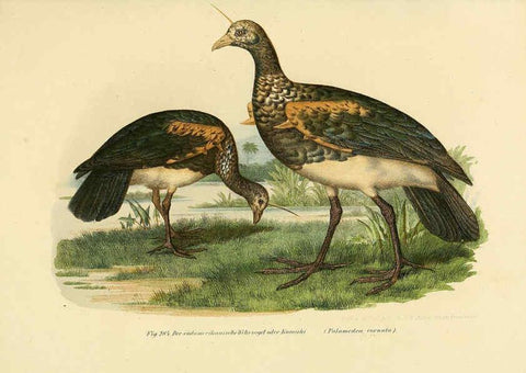 Reproducción/Reproduction 6005778552: Bilder-atlas zur Wissenschaftlich-populären Naturgeschichte der Vögel in ihren sämmtlichen Hauptformen Wien,K.K. Hof und Staatsdruckerei,1864