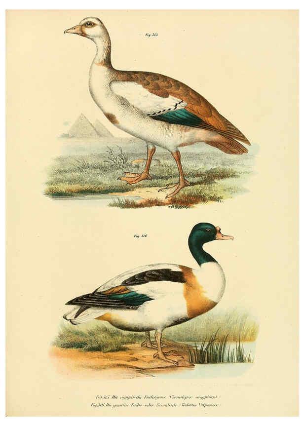 Reproducción/Reproduction 6005240329: Bilder-atlas zur Wissenschaftlich-populären Naturgeschichte der Vögel in ihren sämmtlichen Hauptformen Wien,K.K. Hof und Staatsdruckerei,1864