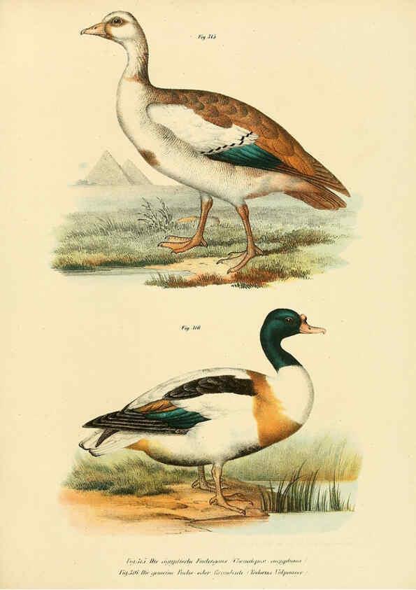 Reproducción/Reproduction 6005240329: Bilder-atlas zur Wissenschaftlich-populären Naturgeschichte der Vögel in ihren sämmtlichen Hauptformen Wien,K.K. Hof und Staatsdruckerei,1864