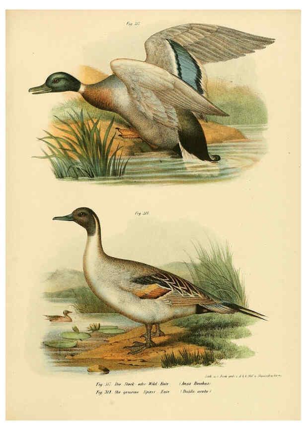 Reproducción/Reproduction 6005785254: Bilder-atlas zur Wissenschaftlich-populären Naturgeschichte der Vögel in ihren sämmtlichen Hauptformen Wien,K.K. Hof und Staatsdruckerei,1864