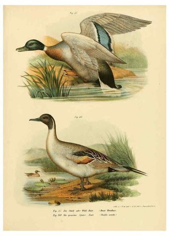 Reproducción/Reproduction 6005785254: Bilder-atlas zur Wissenschaftlich-populären Naturgeschichte der Vögel in ihren sämmtlichen Hauptformen Wien,K.K. Hof und Staatsdruckerei,1864